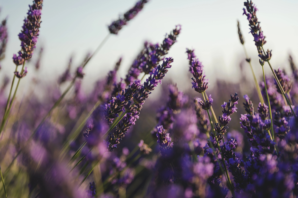 Common Herbal Supplements for Anxiety - Lavender