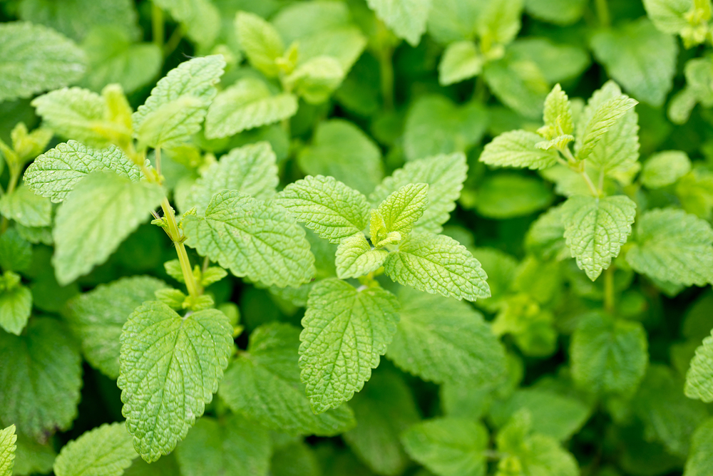 Common Herbal Supplements for Anxiety - Lemon Balm